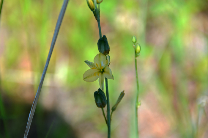 Torrey's Craglily grows at elevations from 4,500 to 9,000 feet, they are common in pinyon-juniper, oak and pine woodlands. The fruit is an oblong capsule. Echeandia flavescens 